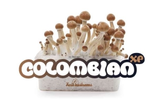 100% MYCELIUM Colombian - Mushroom growkit 1200cc